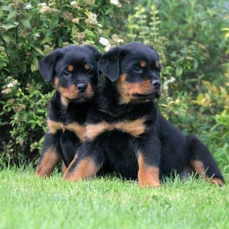 Earn points & unlock badges learning, sharing & helping adopt. Rottweiler Puppies For Sale | Dallas, TX #296622 | Petzlover