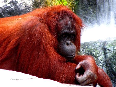 Female Orangutan In Sumatra