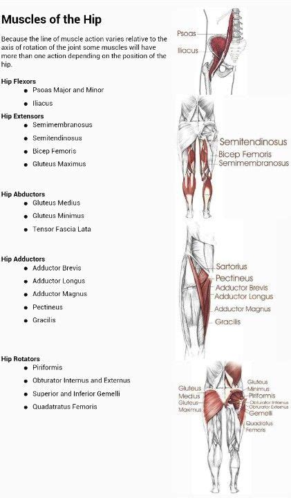 Bursae of the lower limb: Muscles of the hip and their actions. Repinned by SOS Inc ...