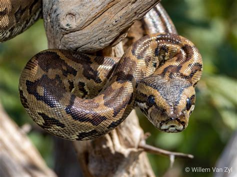 Southern African Python Python Natalensis From Limpopo South Africa