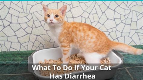 What Causes Diarrhea In Cats Petschoolclassroom