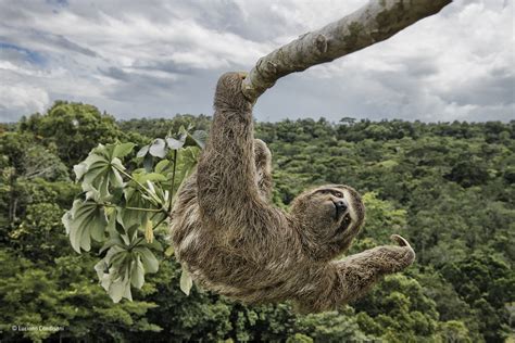Sloth Hanging Out Luciano Candisani Special Award People S Choice Wildlife Photographer