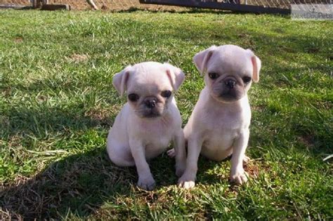 Pug puppies for sale in westchester, ny, nj, long island and nyc area. Dogs for Sale in Woodbridge, New Jersey | Pug puppies ...