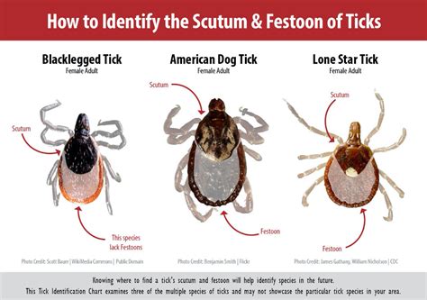 Top 8 Things You Should Know About Ticks