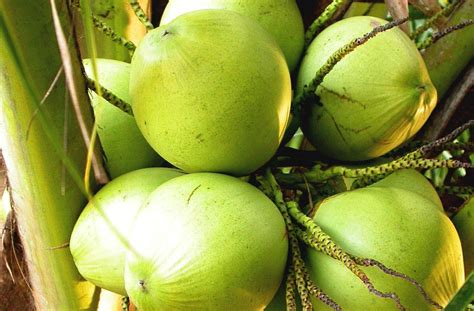 Ternyata air kelapa muda juga terbukti memiliki khasiat yang sangat baik dalam meningkatkan hdl atau kolesterol baik di dalam tubuh kita. MUNAJAT CINTA: Khasiat Air Kelapa Muda Hijau (Degan Ijo)