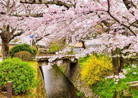Kyoto Cherry Blossom Guide 2024 10 Spots To See Sakura And Dates To Plan