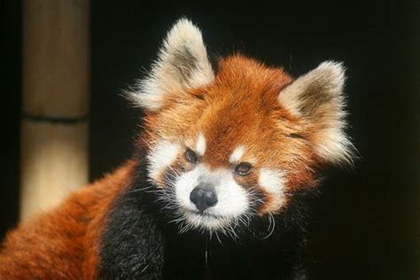 Or Angry Red Panda Animals Panda