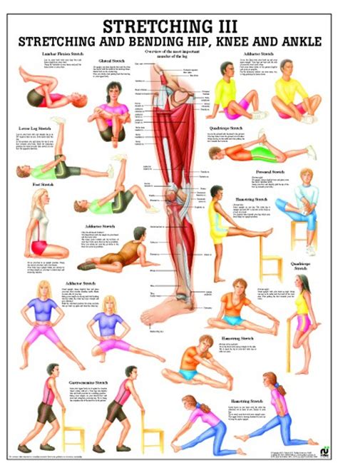 Basic Stretching Chart