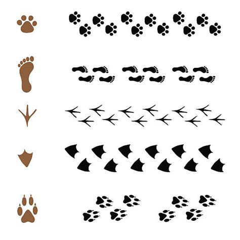 Royalty Free Duck Foot Clip Art Vector Images And Illustrations Istock