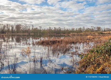 Reeds And Rushes In The Sky Stock Photo Image Of Environment Brown