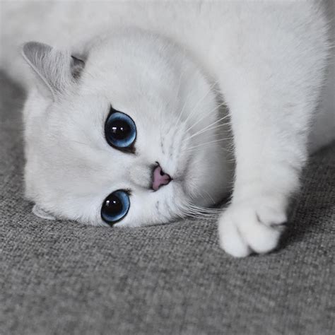 Semua informasi tentang kucing ada disini, hanya di kucinglucu.net. Mau Kasih Kado Pacar Antimainstream? 5 Jenis Kucing Lucu ...