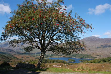 Rowan Trees In Celtic Mythology Celtic Mythology