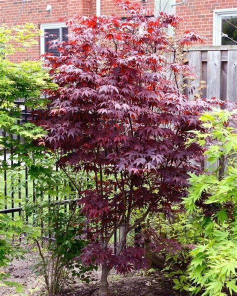 14 Full Sun Japanese Maple Varieties World Of Garden Plants