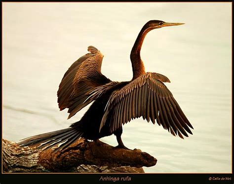Anhinga species are found worldwide in warm shallow waters. Anhinga d'Afrique - cadw19683