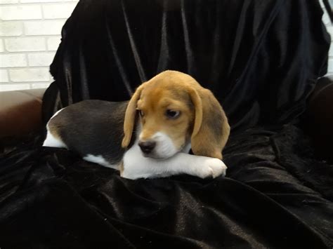 New Litter Pocket Beagle Puppies ~ Born 5 6 13 Tiny Beagles Miniature