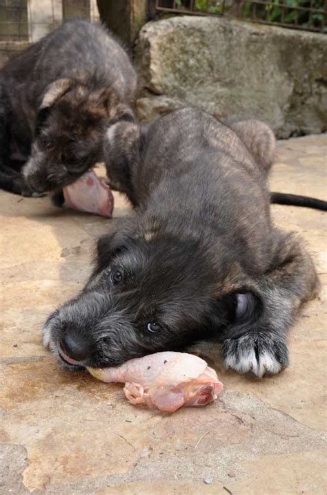 Feeding The Irish Wolfhound Araberara