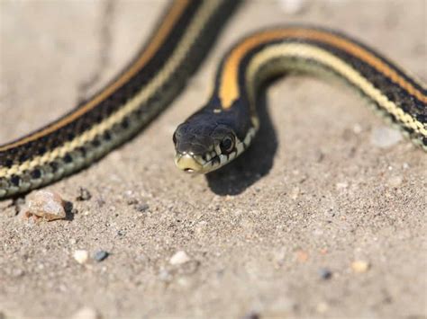 Garter Snake Texas Species Appearance Behavior