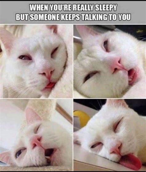 Pin By Sheri Powell On Sleeptired Funny Cat Photos Funny Cats Cat