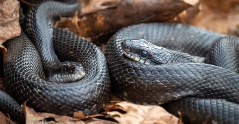 Eastern Rat Snake A Z Animals