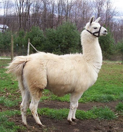 Miniature Llamas What Do Llamas Do In Their Early Stages Of Life