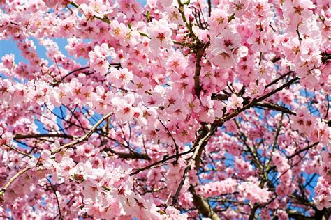 Foliage is very healthy and is very popular with cloudless sulphur butterflies i had success starting this tree from seeds i bought online and have had success with other cassia varieties including the marginata. Shirofugen Cherry Blossom Tree - Bright pink, fragrant ...