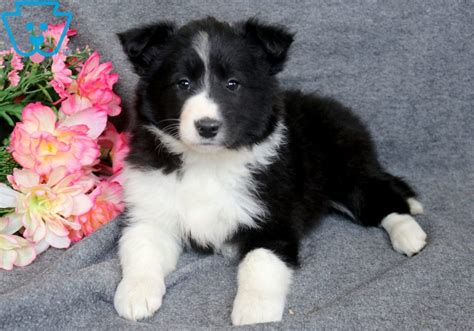 Polly Border Collie Mix Puppy For Sale Keystone Puppies