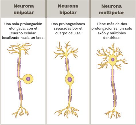 Clasificación estructural de las neuronas Labster Theory