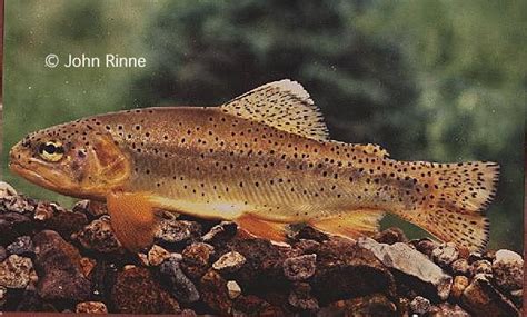 Apache Trout A Tribe On The Arizona Reservation