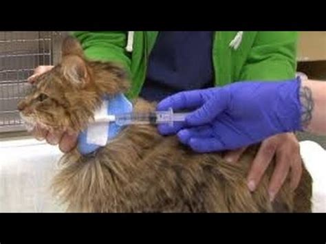 Instead, you could just make your check out these awesome diy cat collar ideas that will make your fluffy feline look even more adorable than usual (and maybe even help you find. Esophagostomy tube use in Cats - YouTube