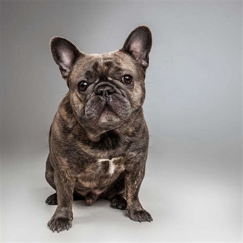 French Bulldog Portrait Photographer Bartley Studios0121 Bartley Studios