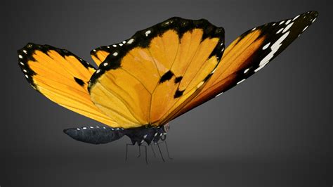 3d Model Monarch Butterfly