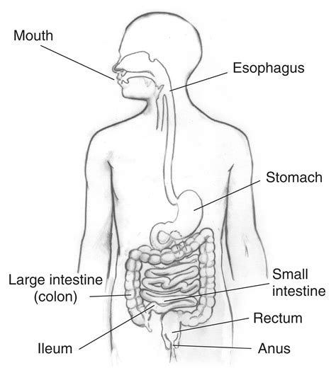 Digestive Tract With The Mouth Esophagus Stomach Small Intestine Large Intestine Also