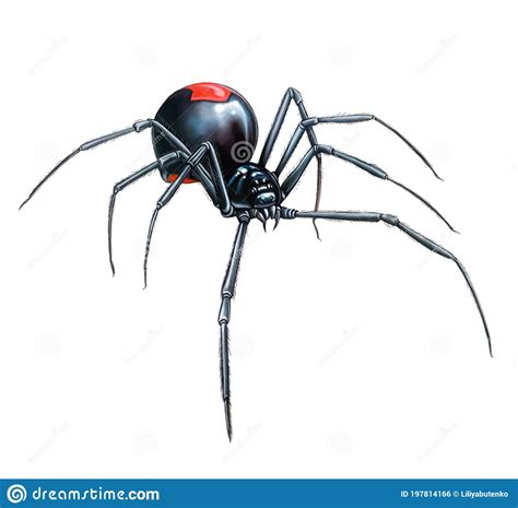 The Redback Spider Australian Black Widow Latrodectus Hasselti Stock