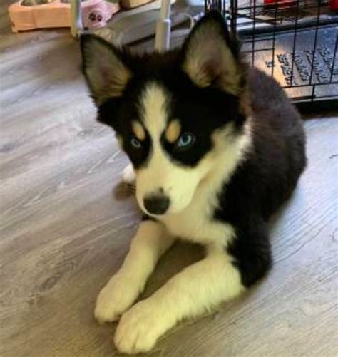 20 Pictures Of Border Colliehusky Mix This Is The Most Precious Pup I