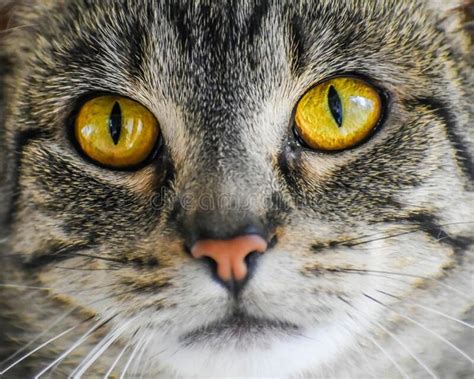 Tabby Cat With Big Yellow Eyes Stock Photo Image Of Portrait Nose
