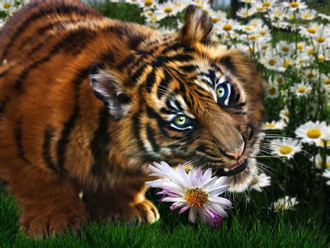 Tiger Flowers By Julie L Hoddinott Tiger Art Tiger Flower Art