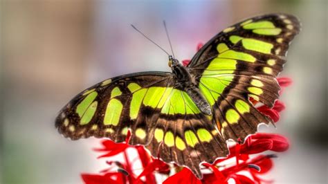 48 Colorful Butterfly Wallpaper On Wallpapersafari
