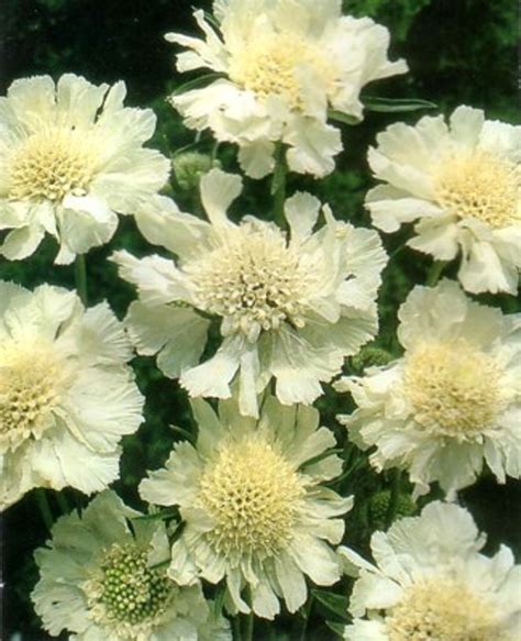 Scabiosa White Perfection 25 Seeds Perennial Hirts Gardens