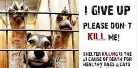 Please Help Them No Kill Animal Shelter Animals Animal Shelter