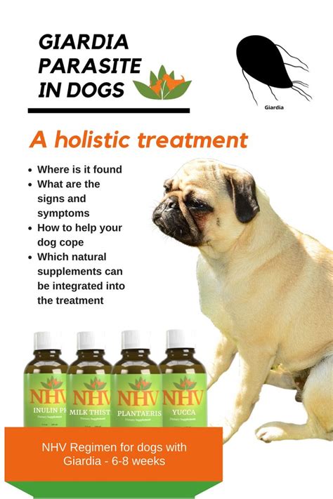 Pin On Keeping Your Dog Healthy