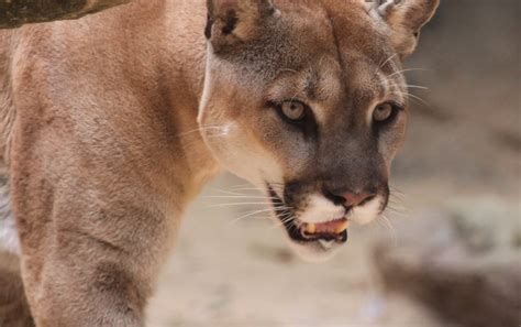 17 Interesting Facts About Cougars Factsmosaic World