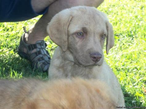 Both are sometimes mistaken as a sign of aggressiveness. Chesapeake Bay Retriever Puppies FOR SALE - Price: $350.00 ...