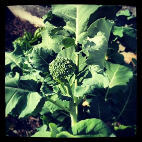 Baby Broccoli From Our Garden Farm To Table Felicitouscoffee Plant