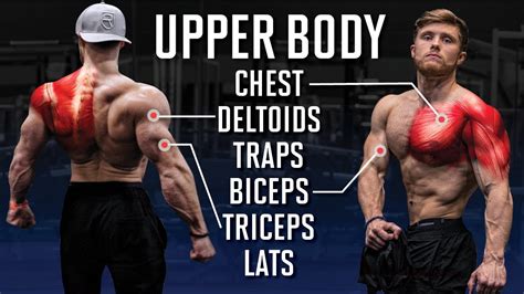 Best Upper Body Workout To Gain Muscle