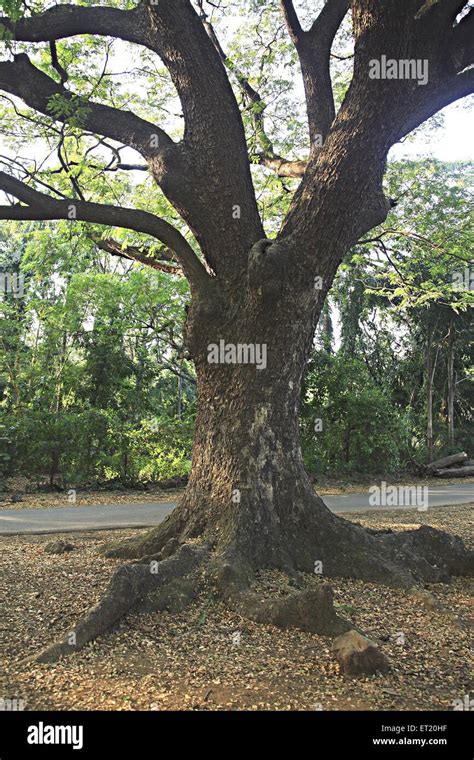 Tronco Arbóreo Parque Nacional Sanjay Gandhi Parque Nacional