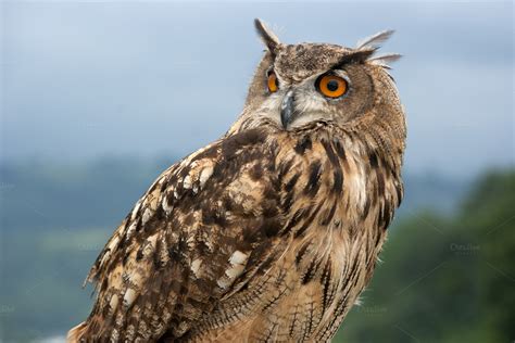 Eurasian Eagle Owlbubo Bubo ~ Animal Photos On Creative Market