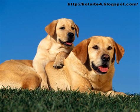 2014 Beautiful Dogs Hd Picture Animal Wallpaper Free Download
