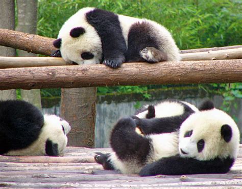 Cute Baby Panda Pictures Amazing Creatures