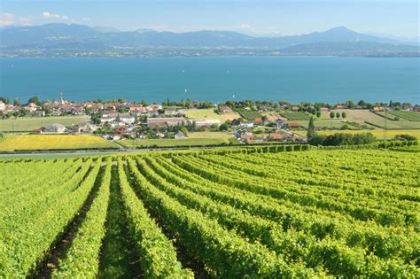 6 kultur waadtländisches militärmuseum, morges das städtchen morges, von liebhabern von schönen spaziergängen und landwirtschaftlichen produkten der region sehr geschätzt, ist reich an zeugen der vergangenheit. Bougy-Villars - Morges Region (Schweiz)