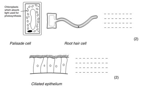 Root hair cells absorb water from soil these cells are the epiblema cells of root. Year 7 cells worksheet